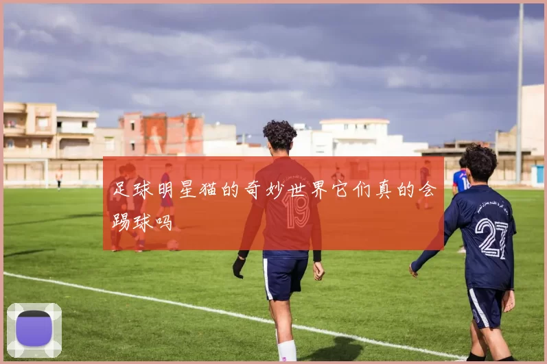 足球明星猫的奇妙世界它们真的会踢球吗